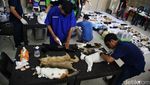 Momen Saat Ratusan Kucing Dibikin Mandul