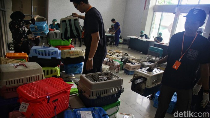 Para petugas dan tenaga kesehatan dari Suku Dinas Ketahanan Pangan, Kelautan dan Pertanian Jaksel melakukan proses sterilisasi kucing gratis di Mall Metro Kebayoran, Jl Ciledug Raya, Jakarta Selatan, Kamis (22/4/2024). Kegiatan tersebut dilaksanakan sebagai upaya mengendalikan pertumbuhan populasi hewan domestik dan mengurasi resiko penelantaran juga kekerasan terhadap hewan peliharaan.