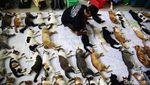 Momen Saat Ratusan Kucing Dibikin Mandul