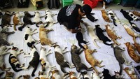 Para petugas dan tenaga kesehatan dari Suku Dinas Ketahanan Pangan, Kelautan dan Pertanian Jakarta Selatan melakukan proses sterilisasi kucing di Mall Metro Kebayoran, Jalan Ciledug Raya, Kamis (22/4/2024).