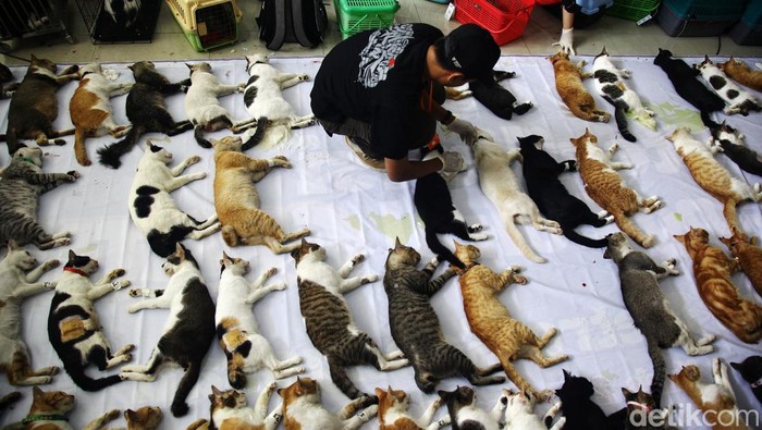 Para petugas dan tenaga kesehatan dari Suku Dinas Ketahanan Pangan, Kelautan dan Pertanian Jaksel melakukan proses sterilisasi kucing gratis di Mall Metro Kebayoran, Jl Ciledug Raya, Jakarta Selatan, Kamis (22/4/2024). Kegiatan tersebut dilaksanakan sebagai upaya mengendalikan pertumbuhan populasi hewan domestik dan mengurasi resiko penelantaran juga kekerasan terhadap hewan peliharaan.