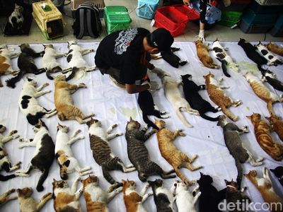 Momen Saat Ratusan Kucing Dibikin Mandul