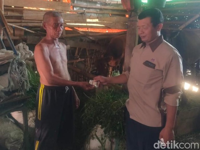 sapi di pasuruan disuntik vaksin terjangkit PMK