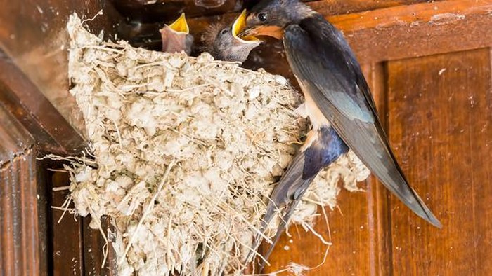 Dilarang Sejak 2020, Ekspor Sarang Burung Walet Kotor Masih Terjadi