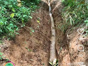 Viral Lahan Tahura Djuanda Rusak Parah Digilas Roda Motor Trail!