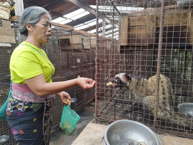 adv kopi luwak mulewes