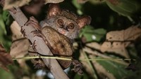 Salah satunya yakni melalui pemulihan ekosistem yang sekaligus bisa meningkatkan kekayaan pakan untuk satwa endemik, salah satunya Tarsius Peleng (Tarsius pelengensis) yang memiliki status terancam (endangered).