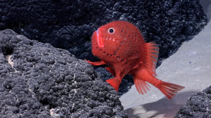 Chaunax, genus ikan bertulang dalam keluarga katak laut Chaunacidae, terlihat di kedalaman 1.388 meter (4.553 kaki) di gunung laut di dalam Taman Laut Nazca-Desventuradas.