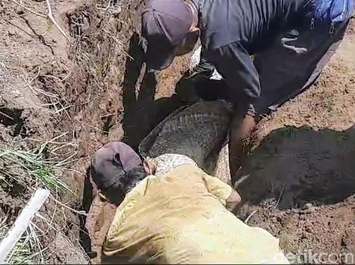 Jenazah di Situbondo tetap utuh usai dikubur puluhan tahun saat dipindah imbas pembangunan Tol Probowangi