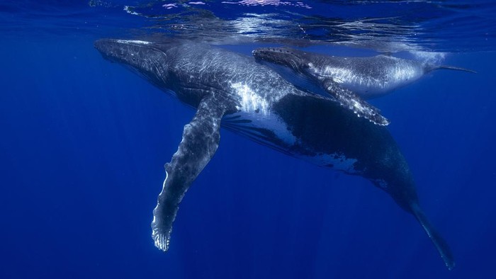 Misteri 'Nyanyian' Paus di Lautan Akhirnya Terungkap This photo provided by Samuel Lam shows a humpback whale and her calf in Rurutu, French Polynesia in September 2022. Humpbacks are known to compose elaborate songs that travel across oceans and whale pods. (Samuel Lam via AP)