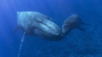 Laring tersebut dikeluarkan dengan hati-hati dari tiga bangkai paus yang terdampar yakni paus minke, paus bungkuk, dan sei. Mereka kemudian meniupkan udara melalui struktur besar tersebut untuk menghasilkan suara. Sebagai gambaran, pada manusia, suara kita berasal dari getaran ketika udara melewati struktur yang disebut pita suara di tenggorokan kita.