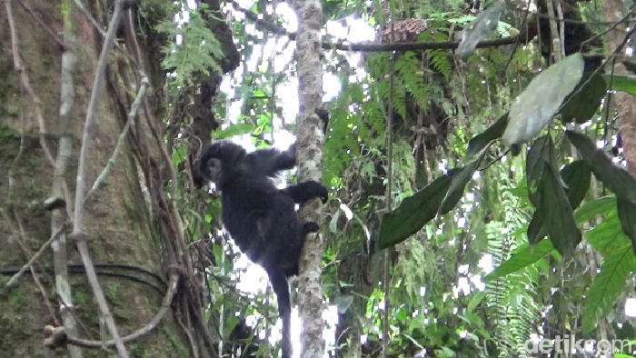 Pelepasliaran 2 Lutung Jawa betina di Taman Nasional Bromo Tengger Semeru.