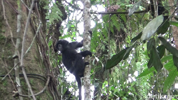 Pelepasliaran 2 Lutung Jawa betina di Taman Nasional Bromo Tengger Semeru.