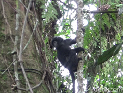 Mengenal Lutung Jawa, Hewan Terancam Punah di Atap Rumah Depok