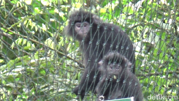 Pelepasliaran 2 Lutung Jawa betina di Taman Nasional Bromo Tengger Semeru.