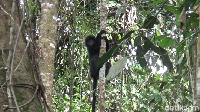 Pelepasliaran 2 Lutung Jawa betina di Taman Nasional Bromo Tengger Semeru.