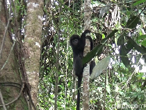 Merosotnya Jumlah Lutung Jawa yang Terancam Punah di Lereng Arjuno