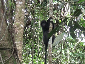 Merosotnya Jumlah Lutung Jawa yang Terancam Punah di Lereng Arjuno