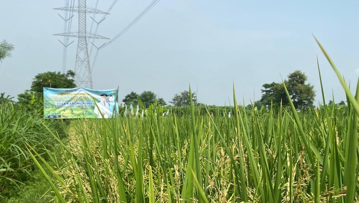 Pemkab Probolinggo gelontorkan bantuan bibit beras hibrida untuk para petani