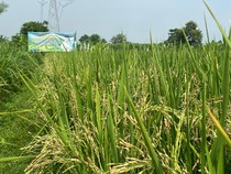 Bibit Padi Hibrida di Desa Probolinggo Jadi Solusi Saat Harga Beras Mahal