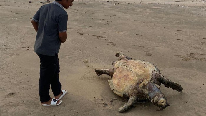 Penyu yang ditemukan mati di Pantai Pancer, Banyuwangi.