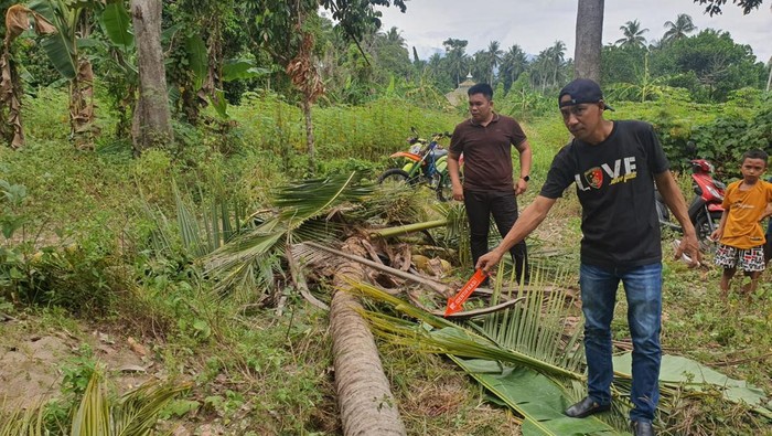 Pria lanjut usia (lansia) bernama Sarifuddin Muin (65) di Kabupaten Polewali Mandar (Polman), Sulawesi Barat (Sulbar), tewas tertimpa pohon kelapa tumbang.