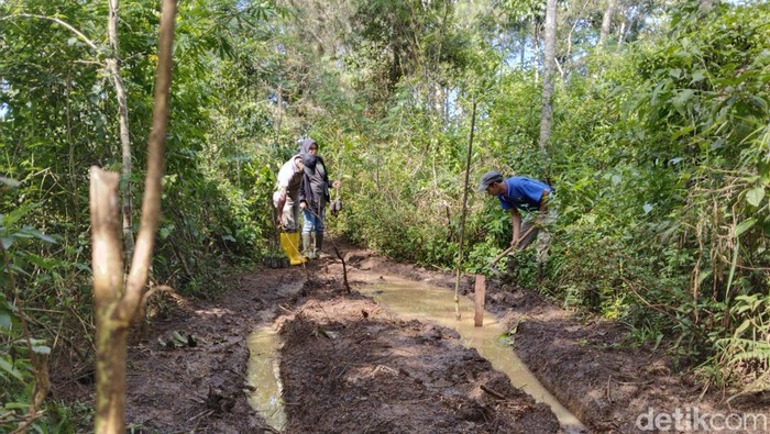 Potret kerusakan lahan di Tahura Djuanda akibat digilas motor trail.