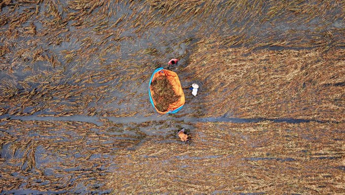 Seorang petani memanen tanaman padi yang rusak setelah terendam banjir lebih dari sepuluh hari di Kecamatan Karanganyar, Kabupaten Demak, Jawa Tengah, Jumat (23/2/2024). Menurut data yang dihimpun Posko Terpadu Penanganan Darurat Bencana Banjir Demak per Jumat (23/2) pukul 12:00 WIB, banjir menggenangi 3.427 hektare lahan persawahan dan mengakibatkan 1.975 hektare tanaman padi puso atau gagal panen. ANTARA FOTO/Aji Styawan.