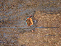 Potret Lahan Pertanian Rusak Diterjang Banjir di Demak