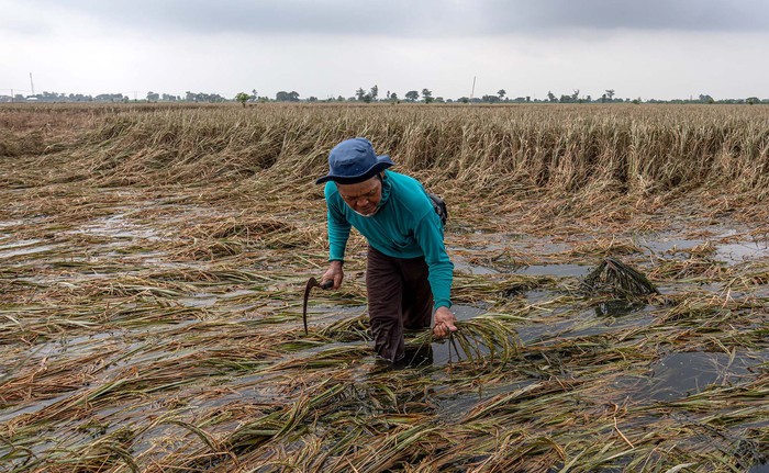 Seorang petani memanen tanaman padi yang rusak setelah terendam banjir lebih dari sepuluh hari di Kecamatan Karanganyar, Kabupaten Demak, Jawa Tengah, Jumat (23/2/2024). Menurut data yang dihimpun Posko Terpadu Penanganan Darurat Bencana Banjir Demak per Jumat (23/2) pukul 12:00 WIB, banjir menggenangi 3.427 hektare lahan persawahan dan mengakibatkan 1.975 hektare tanaman padi puso atau gagal panen. ANTARA FOTO/Aji Styawan.