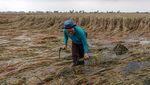 Potret Lahan Pertanian Rusak Diterjang Banjir di Demak