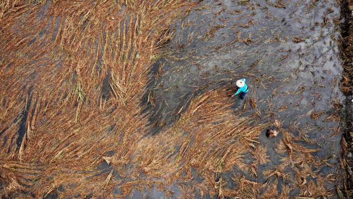 Seorang petani memanen tanaman padi yang rusak setelah terendam banjir lebih dari sepuluh hari di Kecamatan Karanganyar, Kabupaten Demak, Jawa Tengah, Jumat (23/2/2024). Menurut data yang dihimpun Posko Terpadu Penanganan Darurat Bencana Banjir Demak per Jumat (23/2) pukul 12:00 WIB, banjir menggenangi 3.427 hektare lahan persawahan dan mengakibatkan 1.975 hektare tanaman padi puso atau gagal panen. ANTARA FOTO/Aji Styawan.