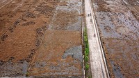 Ribuan lahan pertanian rusak diterjang banjir di Desa Cangkring B, Kecamatan Karanganyar, Kabupaten Demak, Jawa Tengah.