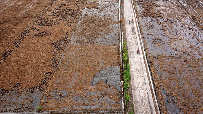 Seorang petani memanen tanaman padi yang rusak setelah terendam banjir lebih dari sepuluh hari di Kecamatan Karanganyar, Kabupaten Demak, Jawa Tengah, Jumat (23/2/2024). Menurut data yang dihimpun Posko Terpadu Penanganan Darurat Bencana Banjir Demak per Jumat (23/2) pukul 12:00 WIB, banjir menggenangi 3.427 hektare lahan persawahan dan mengakibatkan 1.975 hektare tanaman padi puso atau gagal panen. ANTARA FOTO/Aji Styawan.
