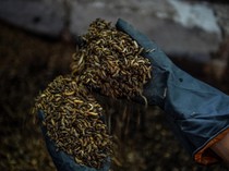 Rumah Maggot Mampu Kurangi 151 Ton Sampah Organik/Hari