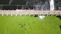 Untungnya sebuah bendungan di Vaal Barrage mampu memperangkap tumbuhan selada air itu agar tak meluas mengalir.  
