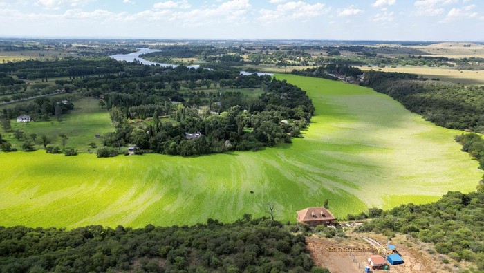 Saat Sungai di Afsel Dipenuhi Selada Air, Indah Tapi Merusak A drone view shows a