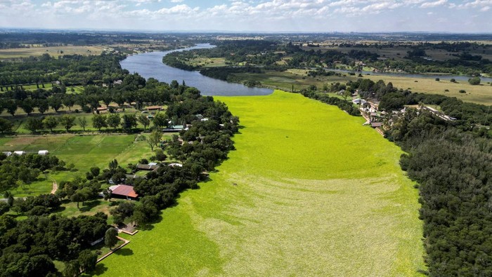 Saat Sungai di Afsel Dipenuhi Selada Air, Indah Tapi Merusak A drone view shows a
