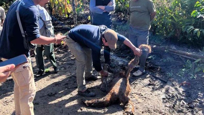 Satu individu orang utan Sumatera didapatkan mati terseret banjir di kawasan Taman Nasional Gunung Leuser, Aceh.