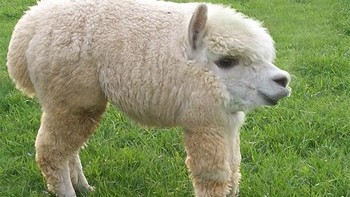 Domba. Foto: sadanduseless