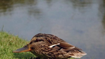 Burung. Foto: sadanduseless