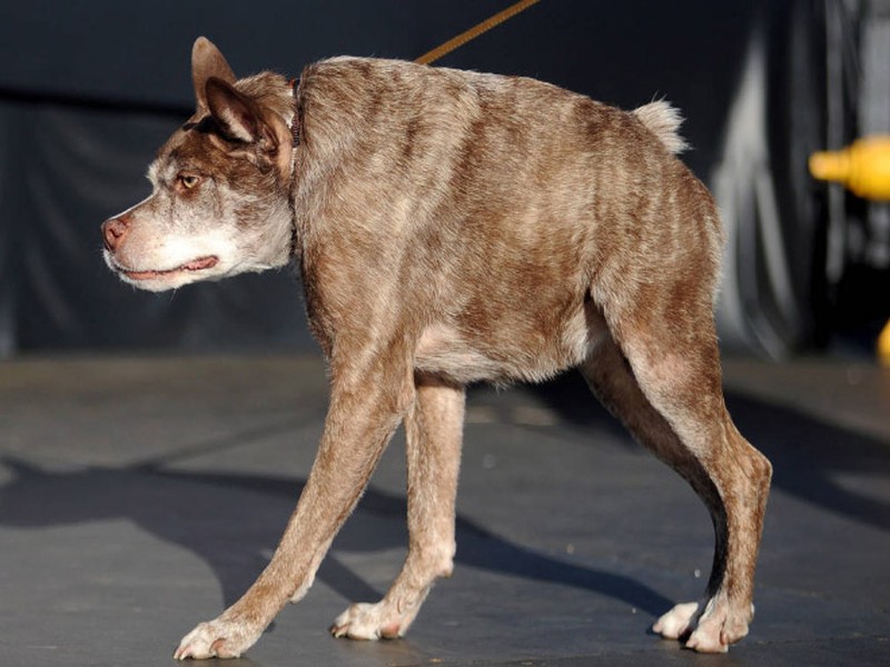 Begini Jika Para Hewan Tidak Punya Leher