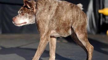 Anjing. Foto: sadanduseless