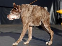 Jika Hewan Tidak Punya Leher, Begini Penampakannya