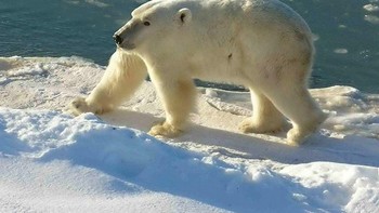 Beruang kutub. Foto: sadanduseless