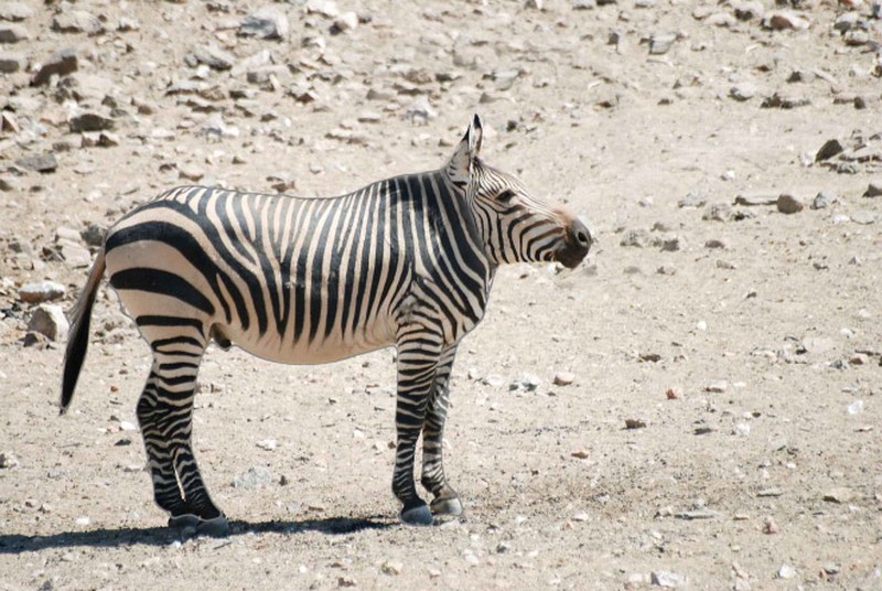 Begini Jika Para Hewan Tidak Punya Leher