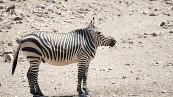 Zebra. Foto: sadanduseless