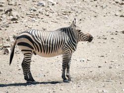 Jika Hewan Tidak Punya Leher, Begini Penampakannya