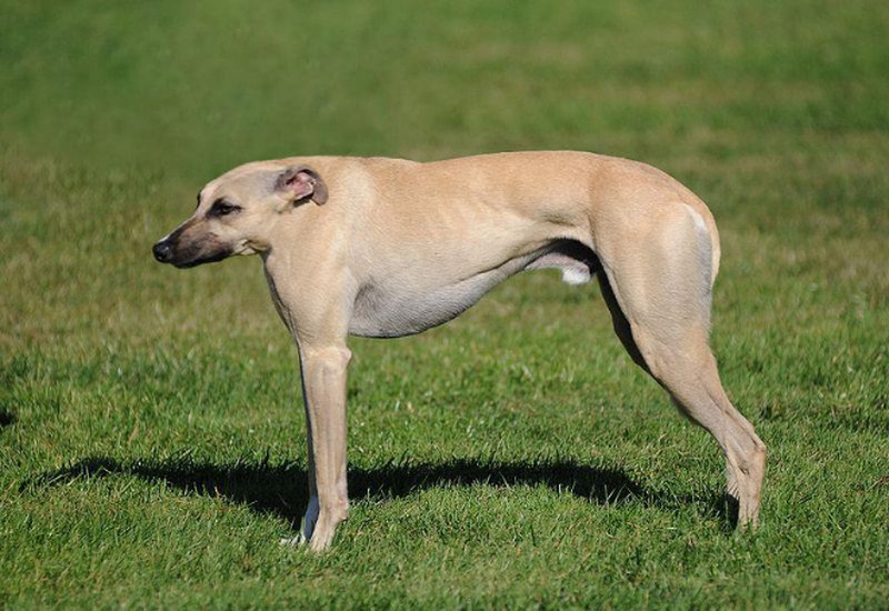 Begini Jika Para Hewan Tidak Punya Leher