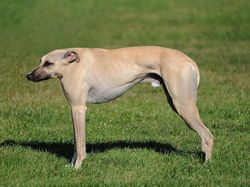 Jika Hewan Tidak Punya Leher, Begini Penampakannya